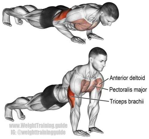 PUSH-UP STAND