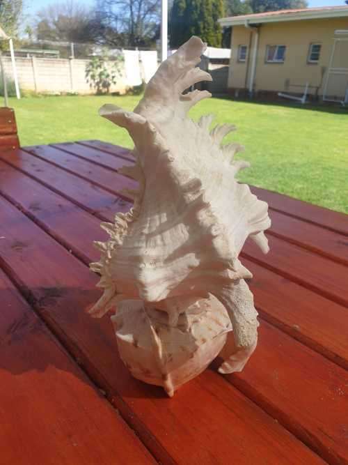 BEAUTIFUL SPIDER CONCH SHELL 300 MM HIGH