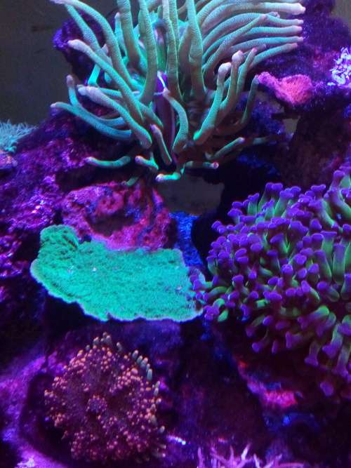 E27 12W LED BLUE  &  Full Spectrum with White AQUARIUM LED LIGHT
