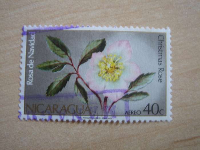1972 Nicaragua - Air - Christmas Rose 40 C used, stamped