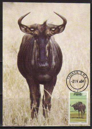 SWA 1984 11c WILDEBEEST DEFINITIVE MAXI CARD