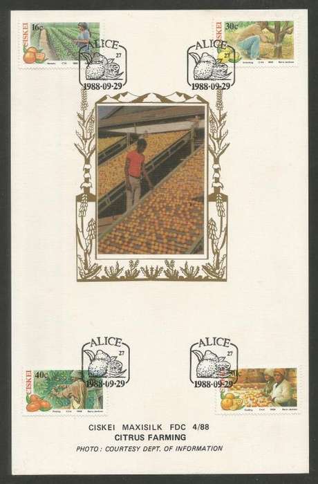 CISKEI 1988 CITRUS FARMING LIMITED EDITION MAXISILK CARD # 4/88