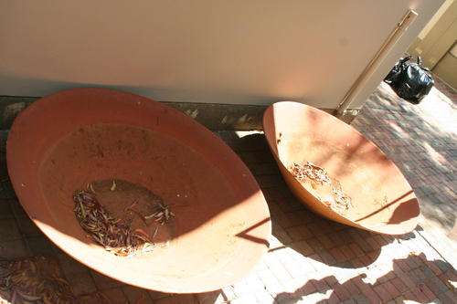 2 BIG terracotta pots