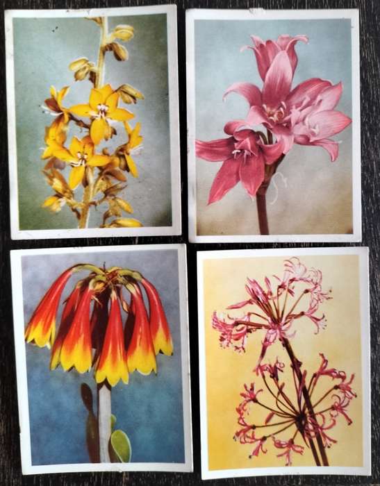 South African Flora - Incomplete set of Cigarette Cards (x79)