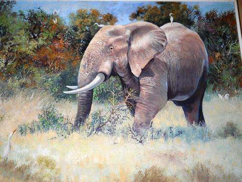 Elephant by Audie