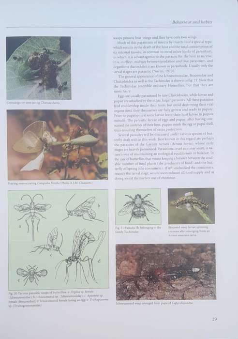 LIVING BUTTERFLIES OF SOUTH AFRICA