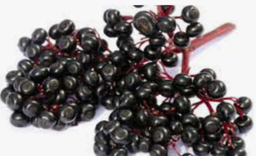 Elderberry Plants