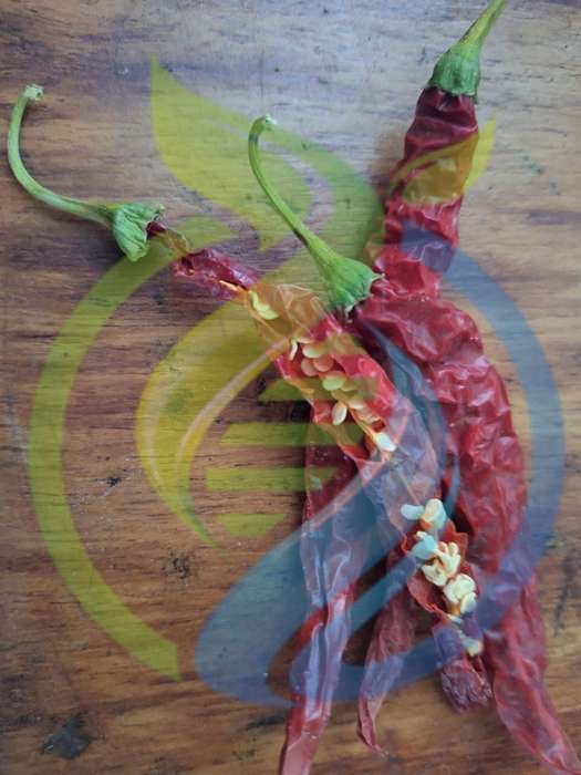 Cayenne Chilli Seeds