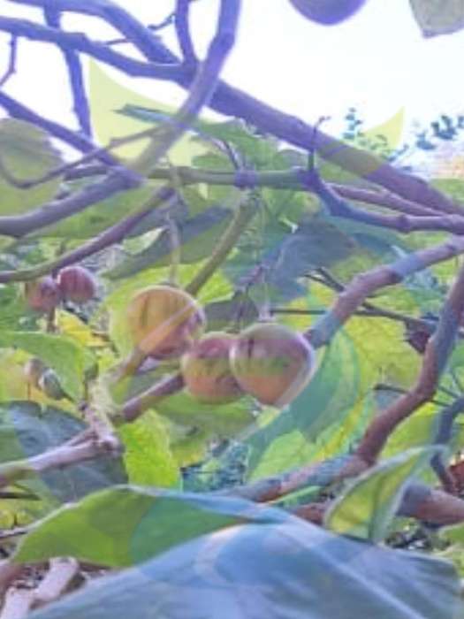 Tamarillo Seed