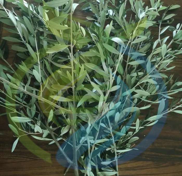 Olive Branches