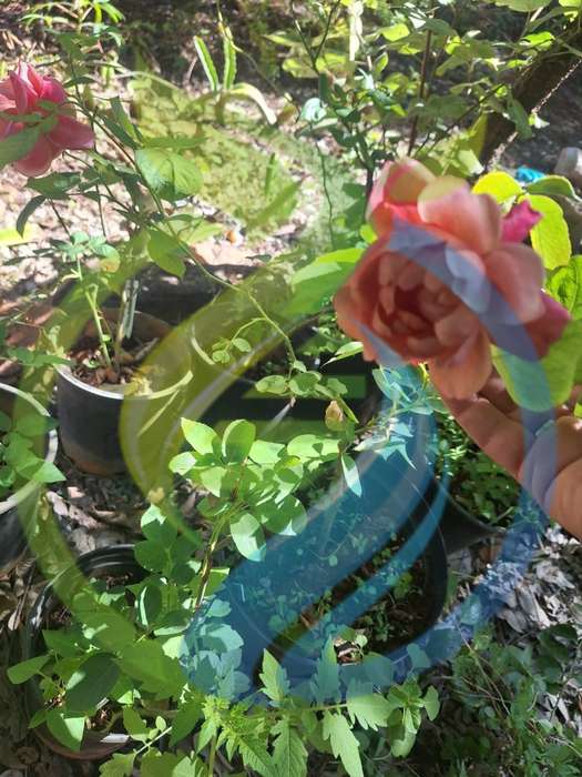 Willie Wonka Rose Plant