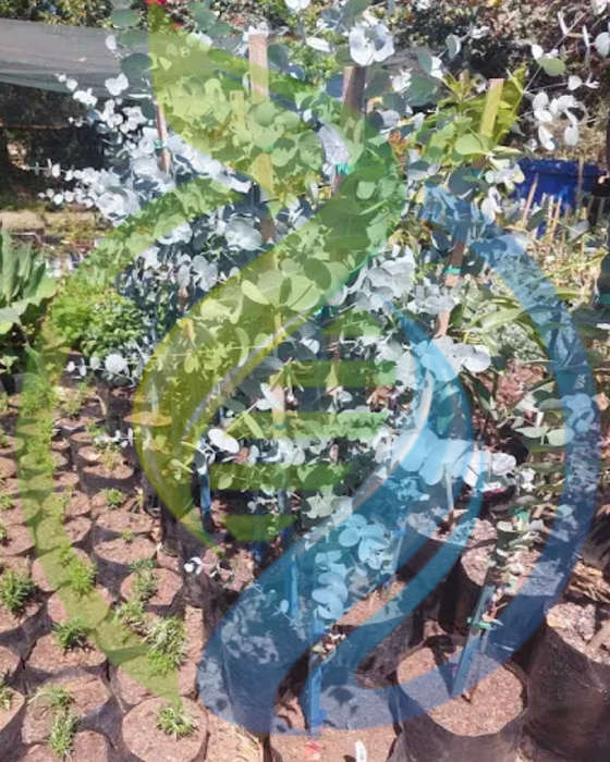 Eucalyptus tree