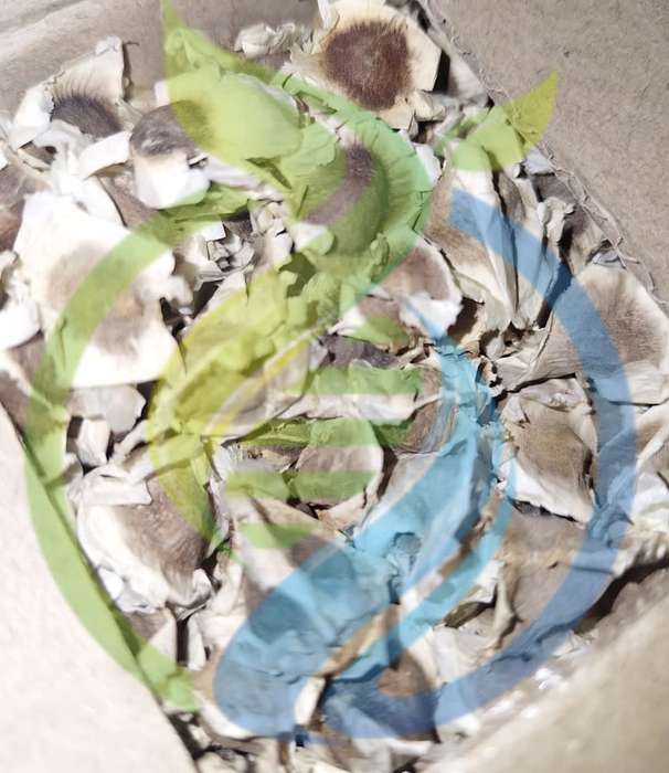 Moringa seeds