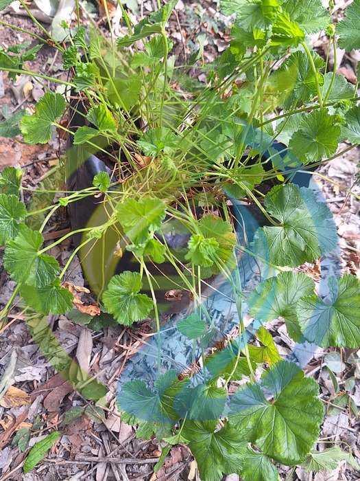 Coconut Scented Geranium Plant