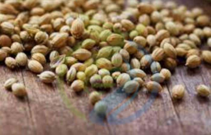 Indian Coriander seeds