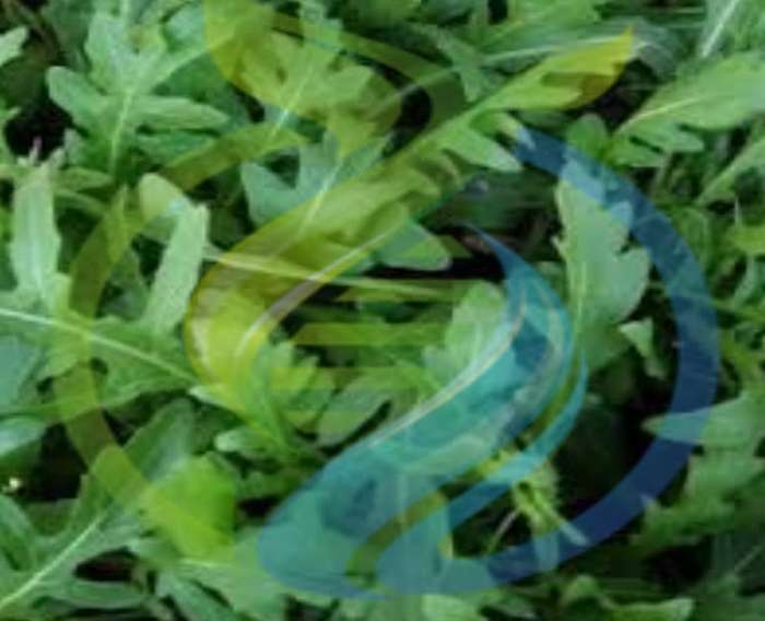 Wild Rocket Sylvetta Seed
