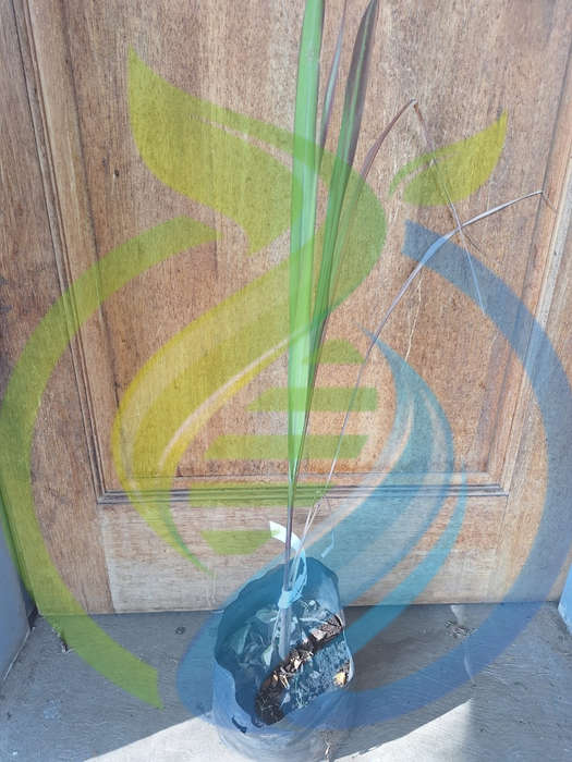 Citronella Grass Plant