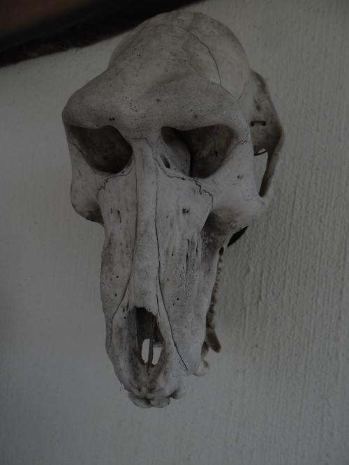 baboon skull