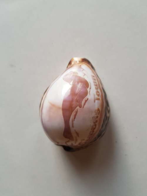 Painted Shell, Simons Town