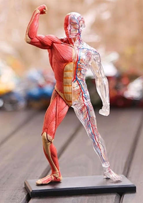 Human Anatomy - Human muscle &skeleton m