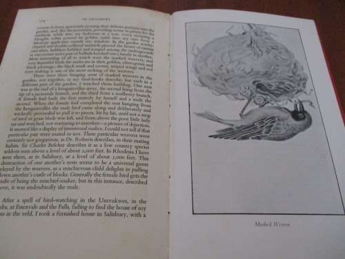 A Bird-lover in Rhodesia. SUNBIRDS AND JACARANDAS. Madeline Alston
