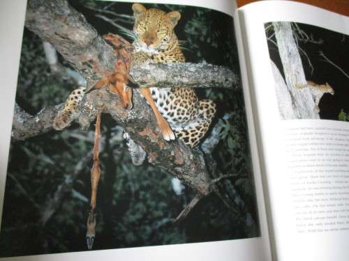 A TIME WITH LEOPARDS - Dale Hancock