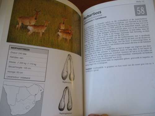 SUIDER-AFRIKA SE SOOGDIERE