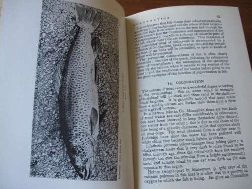 TROUT FISHING  FROM ALL ANGLES  Eric Taverner