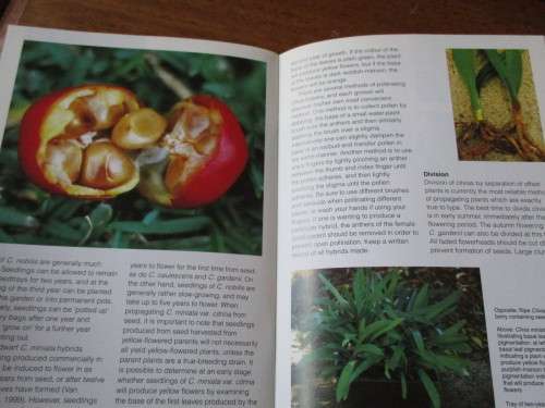 GROW CLIVIAS - Kirstenbosch Gardening Series