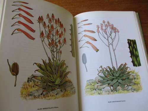 SOUTH AFRICAN ALOES Barbara Jeppe