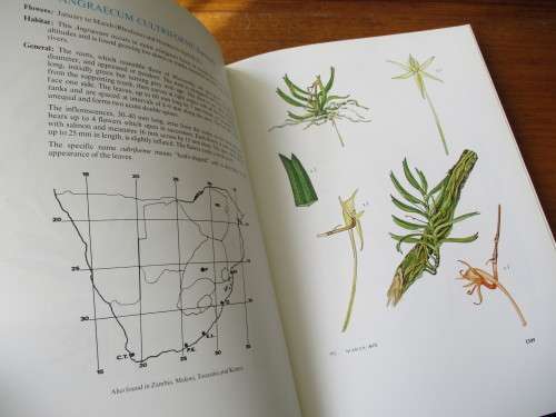 SOUTHERN AFRICAN EPIPHYTIC ORCHIDS  JOHN S. BALL