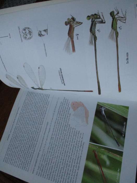 A Fieldguide to the Damselflies of South Africa  Warwick & Michele Tarboton