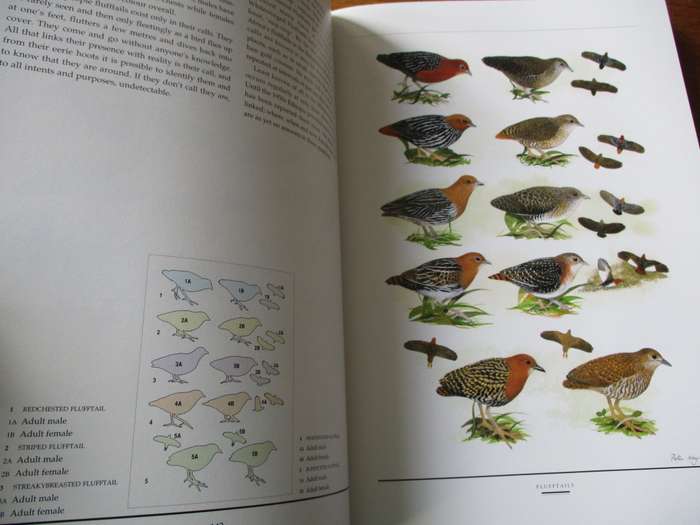 Birds of  Southern Africa  The Sasol plates collection P Hayman N Arlott  W Tarboton