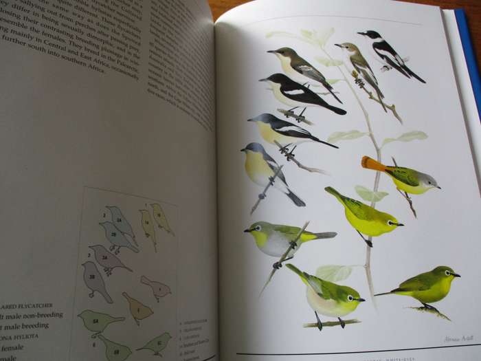 Birds of  Southern Africa  The Sasol plates collection P Hayman N Arlott  W Tarboton