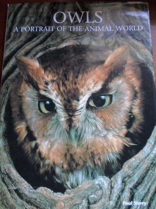 OWLS. Paul Sterry