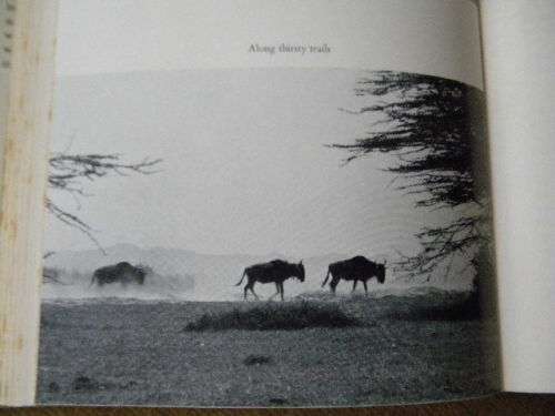 AFRICA`S WILD GLORY by Phillip Keller