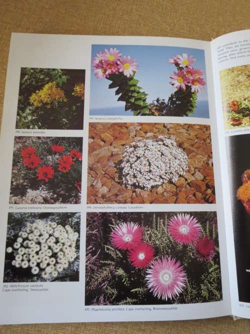 WILD FLOWERS OF SOUTH AFRICA  Approved by National Botanic Gardens of SA, Kirstenbosch