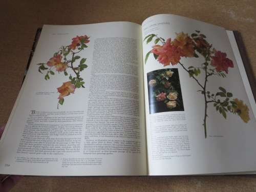 ROSES AT THE CAPE OF GOOD HOPE  by Gwen fagan