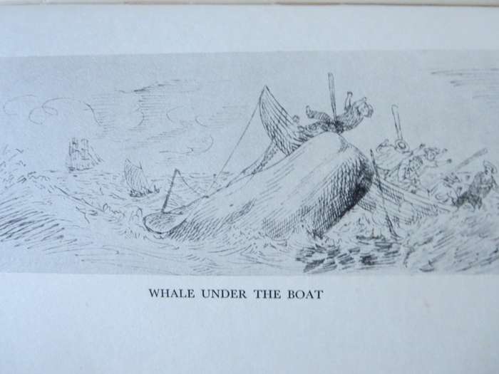 WHALE HUNT. The Narrative of a Voyage by Nelson Cole Haley. 1849 - 1853.
