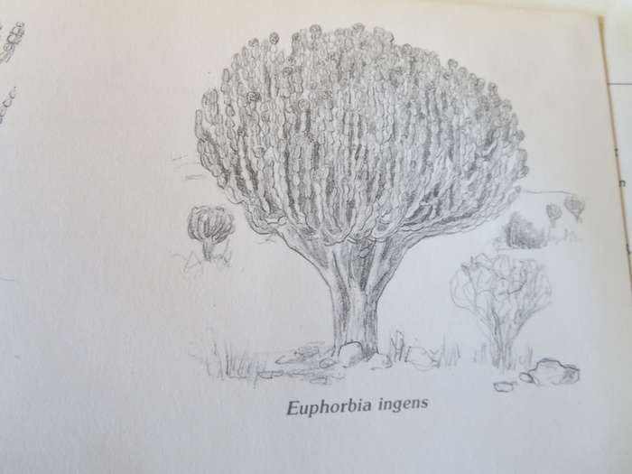 BOME EN STRUIKE van die Witwatersrand, Magaliesberg en Pilanesberg. Joan van Gogh & John Anderson.
