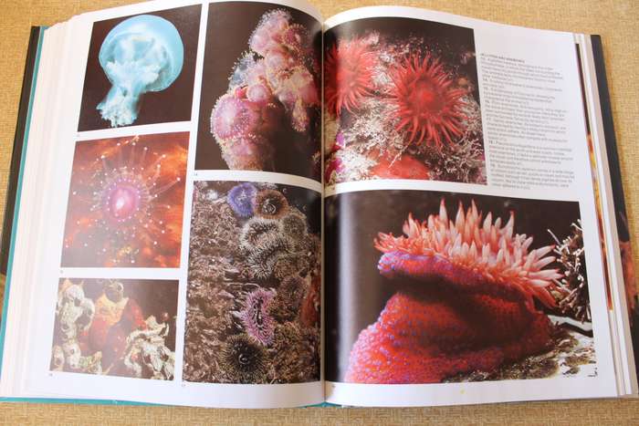 THE LIVING SHORES OF SOUTHERN AFRICA. Margo & George Branch. Photography: Anthony Bannister.