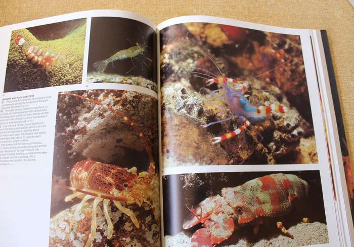 THE LIVING SHORES OF SOUTHERN AFRICA. Margo & George Branch. Photography: Anthony Bannister.