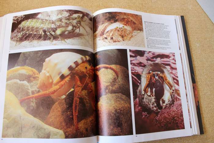 THE LIVING SHORES OF SOUTHERN AFRICA. Margo & George Branch. Photography: Anthony Bannister.