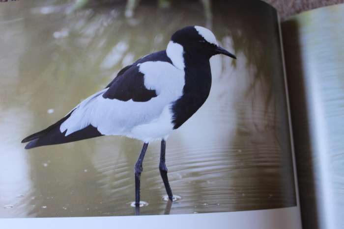 BIRDS OF MALAWI: The Splendour of Diversity. Photography by Bentley Palmer. Text by John Wilson.