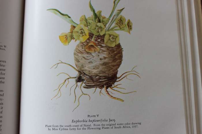 THE SUCCULENT EUPHORBIEAE. (Southern Africa) by Alain White, Allen Dyer and Boyd Sloane. Vol. 1. (W)