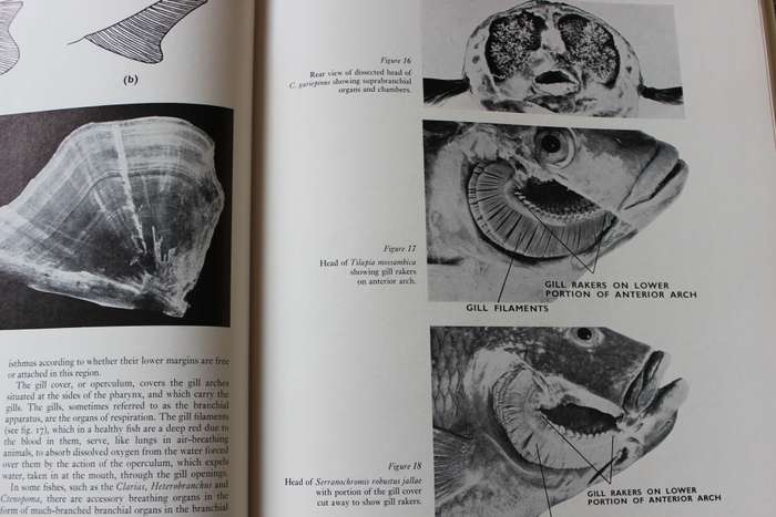 FRESHWATER FISHES of Southern Africa. R.A. Jubb. Illustrations by H.M. Jubb.     (W)