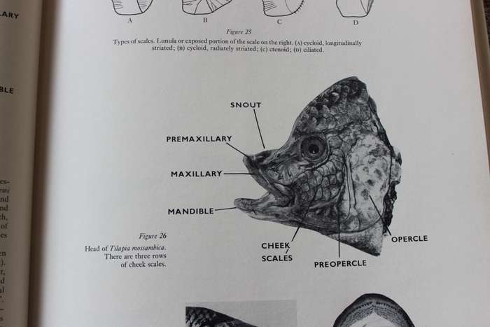 FRESHWATER FISHES of Southern Africa. R.A. Jubb. Illustrations by H.M. Jubb.     (W)