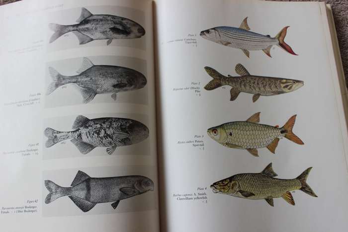 FRESHWATER FISHES of Southern Africa. R.A. Jubb. Illustrations by H.M. Jubb.     (W)