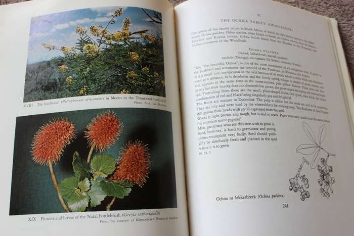 TREES OF SOUTH AFRICA by Eve Palmer and Norah Pitman.     (W)