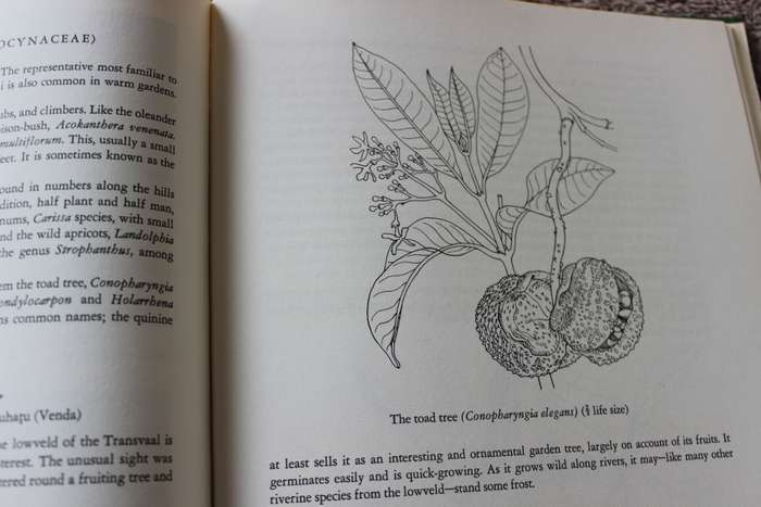 TREES OF SOUTH AFRICA by Eve Palmer and Norah Pitman.     (W)